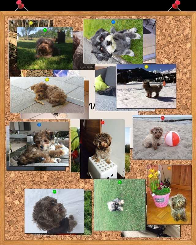 Ausgeflogene Adlerhorst Babys