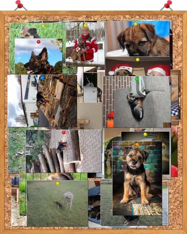 Viel Border Terrier Fotos