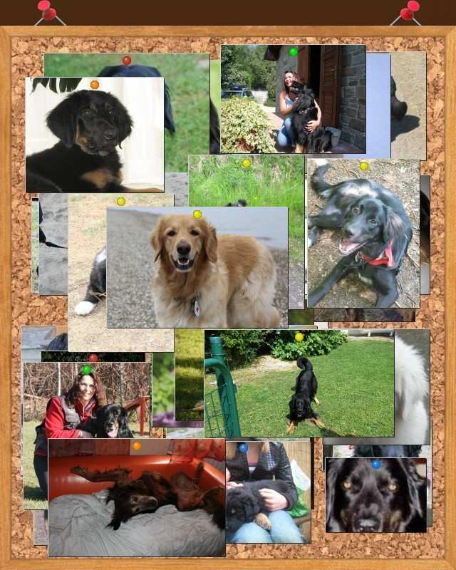 Ich würde mich freuen, wenn die Wand bald voller "tierischer Freunde" wäre!