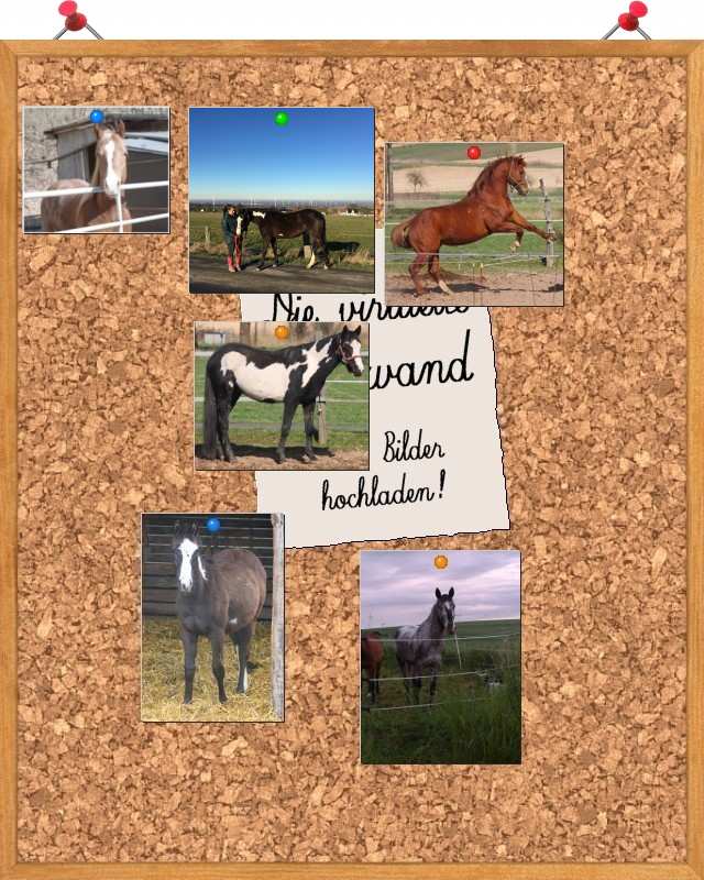 Absarokee Horse Farm Pinn Wand